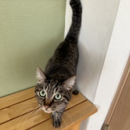 おいしいゲリラ予告