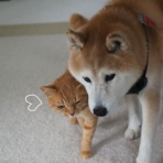 湘南凸凹柴WAN日記