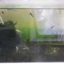 合流から半月経った様子と🦐水槽メンテ