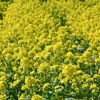 病気になり難い体質づくりのヨーガ塾           主宰 渡邊雅春