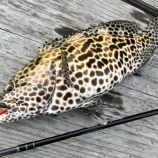 『【高知県 遠征釣行②】驚きのハタパラダイス♪』の画像