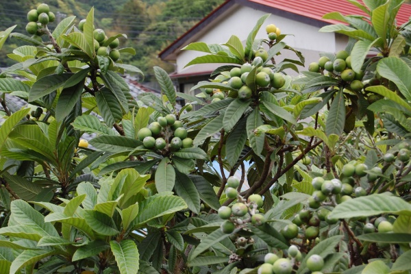伊豆の牛乳屋さんがプロデュースの美味しいプリン お土産・お取寄せ 
