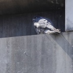 シニアの鳥撮り・素人日記