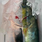 鮮魚・卸売・仕出し 丸庄