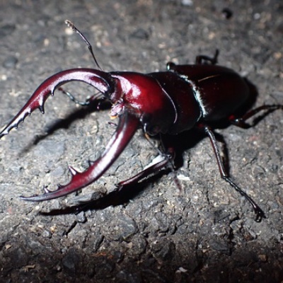 イザベラミズアオの学名 : Insect trails