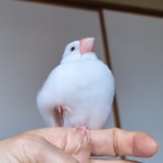 白文鳥のぴーちゃんの記録