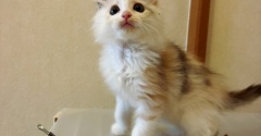 どちらさまの来し方