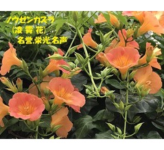 暦‐2026年8月19日