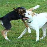 『吠える犬は悪くない、吠えを悪者にしない、とは言え吠えっぱなしにするのではなく』の画像
