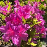 �ء�ī�Τ������ۻ�ϥ��ե������Х��󤵤󤬼��ȤϵٶȤ���������ʤ��ʤä����ѤʤΤˡ����δ֡����Ž����Ԥ������Τ���α����ư�򤵤�Ƥ����Τ�¸���Ƥ��ޤ����٤β���