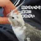 カキカキされるクスィー