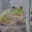 ペットショップからお迎えしたツノガエル