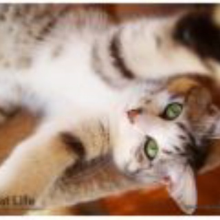 動きのボディワークおしごと日記