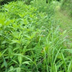 事務局日記（観音山丘陵ネットの会）