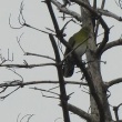 今日見た野鳥　ホオジロ・ヒヨドリ・キジバト・キジ