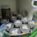 最終ボトルの緩詰め効果は？①／♀交換から3週間後の状況