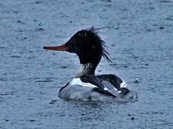 2026年2月25日の野鳥公園