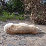 画像フォルダは猫ばかり