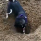 穴を掘ってた犬、テンション上がりすぎて壊れるｗｗｗｗｗｗｗｗｗｗ