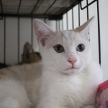『【里親募集中】日本猫の白』の画像