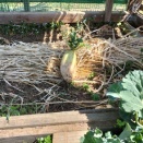 ダイコン　2025秋