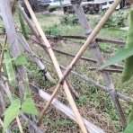 自然農菜園「はたけや」の作業日誌