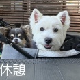 また、雨だねぇ。