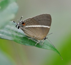 Dacalana sinhara aoyamai