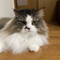 くしゃみと悲鳴