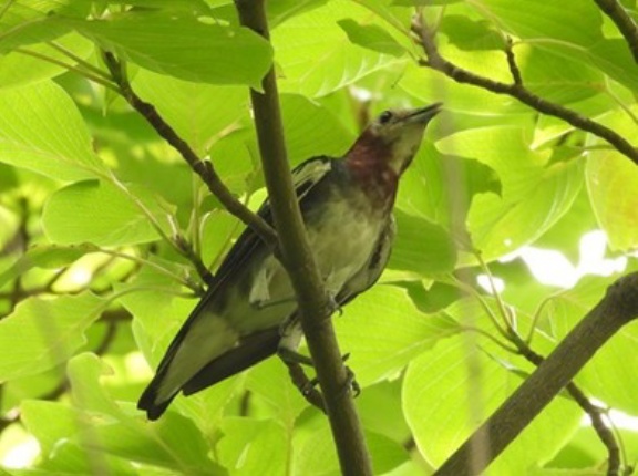 2026年7月17日の野鳥公園