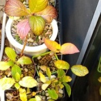 blog：自然と四季を楽しむ