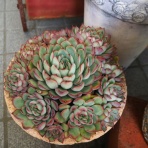 ロココのやさしい時間