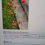 住吉区長居、精米機の有る米屋,米安のよもやま話