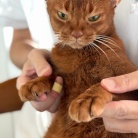 朝ごはん中の飼い主を後ろからチョイチョイして抱っこに成功し、満足げなひめちゃん