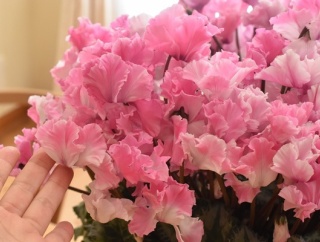 【ふるさと納税】香川県観音寺市から超豪華シクラメンが到着♬フリルタイプが可愛い♡&楽天スーパーSALE今日はポイントアップデー！（記事下にPR含）