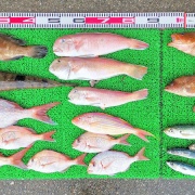 2025年7月6日　釣果