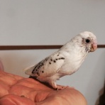 ごましおインコ