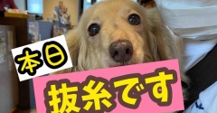 女帝復活。やっぱりみんな嬉しいらしい。