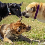 『止め方、犬をその場にとどめる、そして吠える以外の「行動」につなげるまでがリードワークの肝心要なところ』の画像