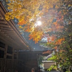 ホーリーバジルの縁結び