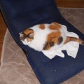 猫に小判を与えたら。 埋蔵金:千八百伍拾両 奥義 ☆ 喚戸解放。