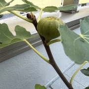 イチジクは庭に植えるな？