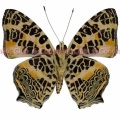 ヒメキミスジ♂ (ボルネオ) Symbrenthia hypselis balunda
