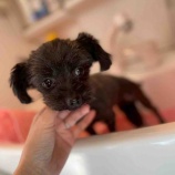 『くろみつちゃん🐾シェルターでの表情』の画像