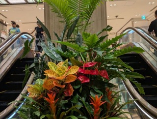 京都LoungeMIDORI　夏のお出迎え