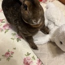 うさぎ骨折日記