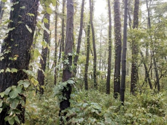 実際、本気で山奥に死体を捨てに行ったら見つかるのかな