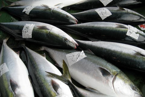 アジ科ブリ属その5 寒ブリは何故 美味い チャーマス 北村秀行のトライ エラーの釣り