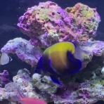 猫吉の海水魚日記