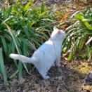 我が家のニューフェイス